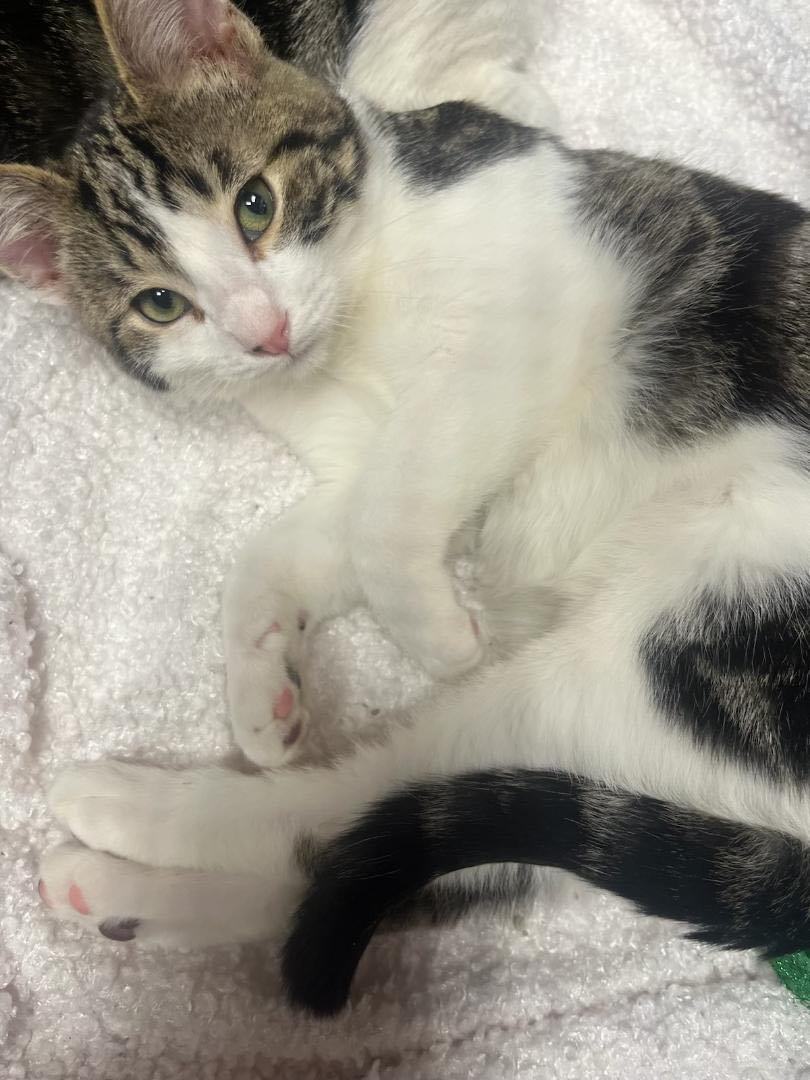 Gunther , Adopted, Kitten Male Domestic Short Hair.