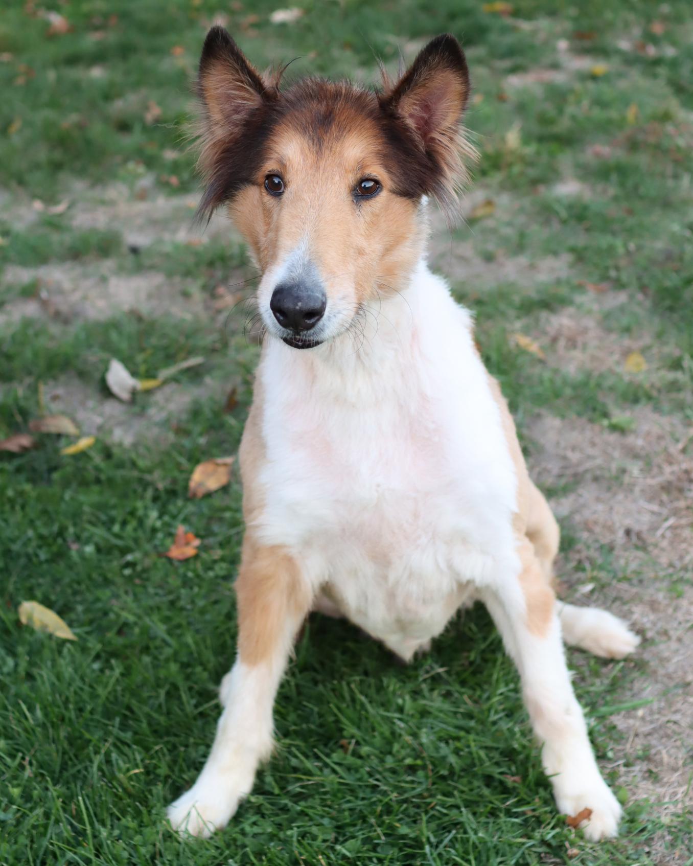 Enlarge Douglas, a Adoptable Rough Collie in Lancaster, OH image 1/1