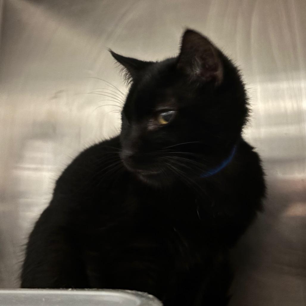 Enlarge Cheshire, a Adoptable Domestic Short Hair in Lakeland, FL image 1/2