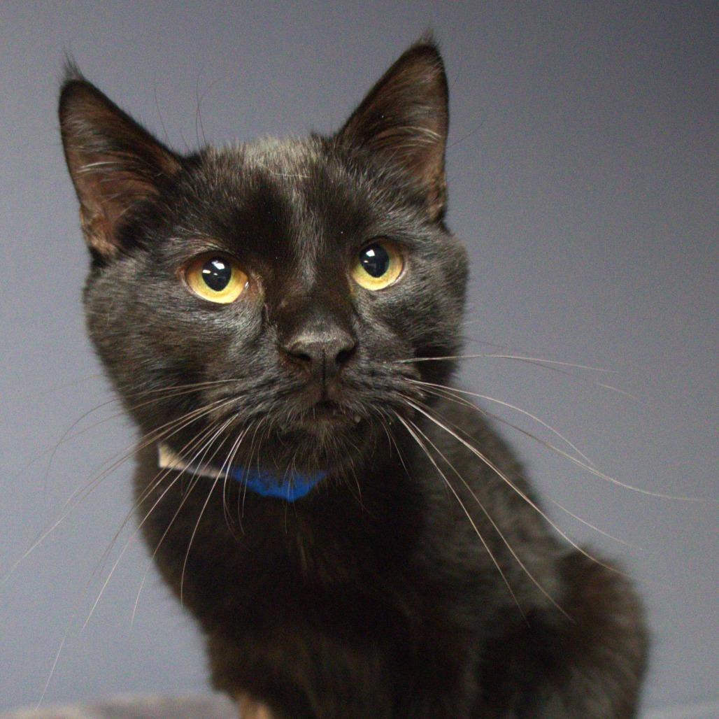 Enlarge Cheshire, a Adoptable Domestic Short Hair in Lakeland, FL image 2/2