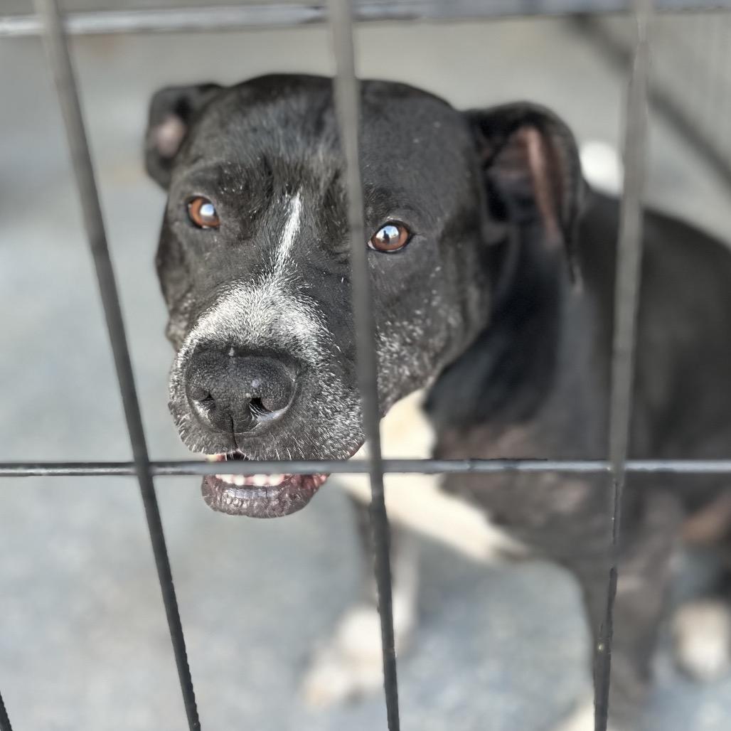 Winnie, Adoptable, Senior Female Pit Bull Terrier & Mixed Breed.