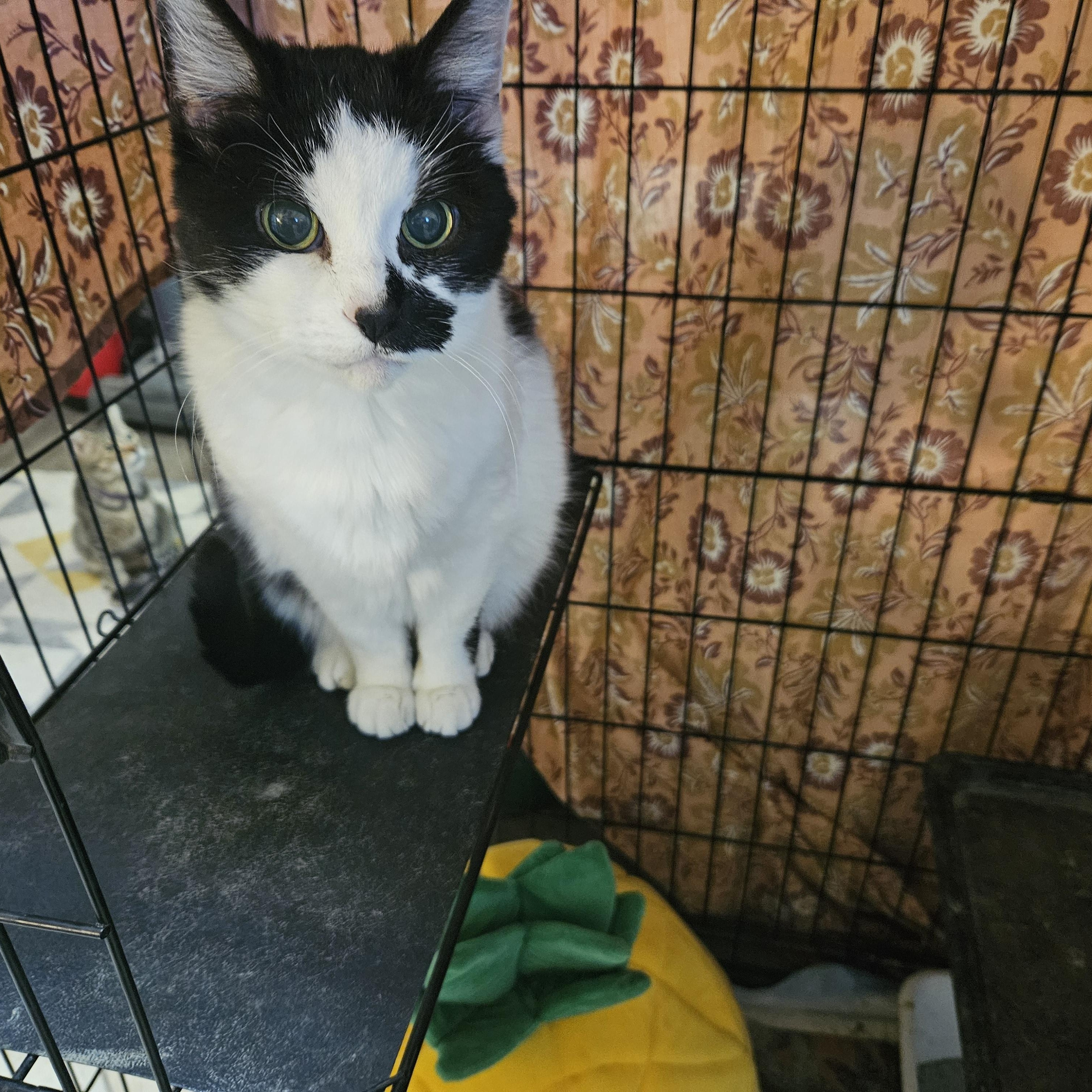 Enlarge Allie, a Adoptable Domestic Short Hair in Alpine, TX image 1/1