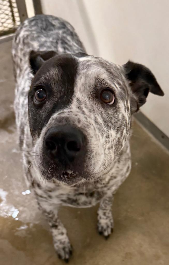 Lita*, Adoptable, Senior Female Australian Cattle Dog / Blue Heeler.