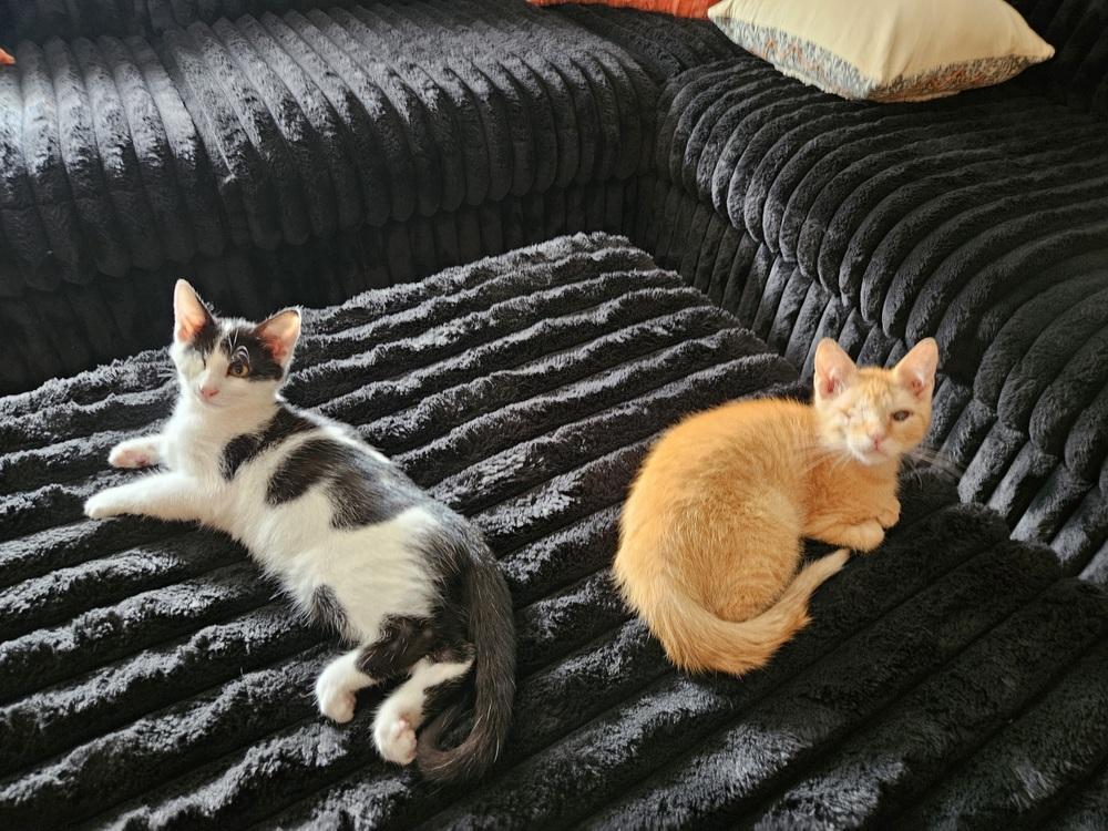 Enlarge Milo (bonded to Panda), a Adoptable Domestic Short Hair in Wheaton, IL image 1/3