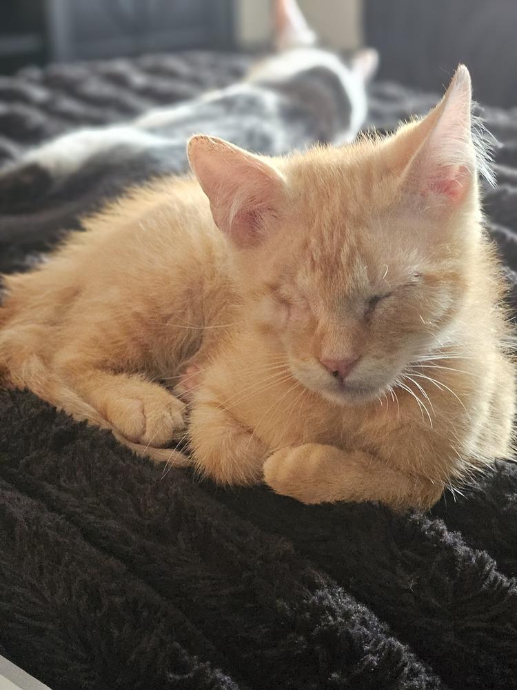Enlarge Milo (bonded to Panda), a Adoptable Domestic Short Hair in Wheaton, IL image 2/3