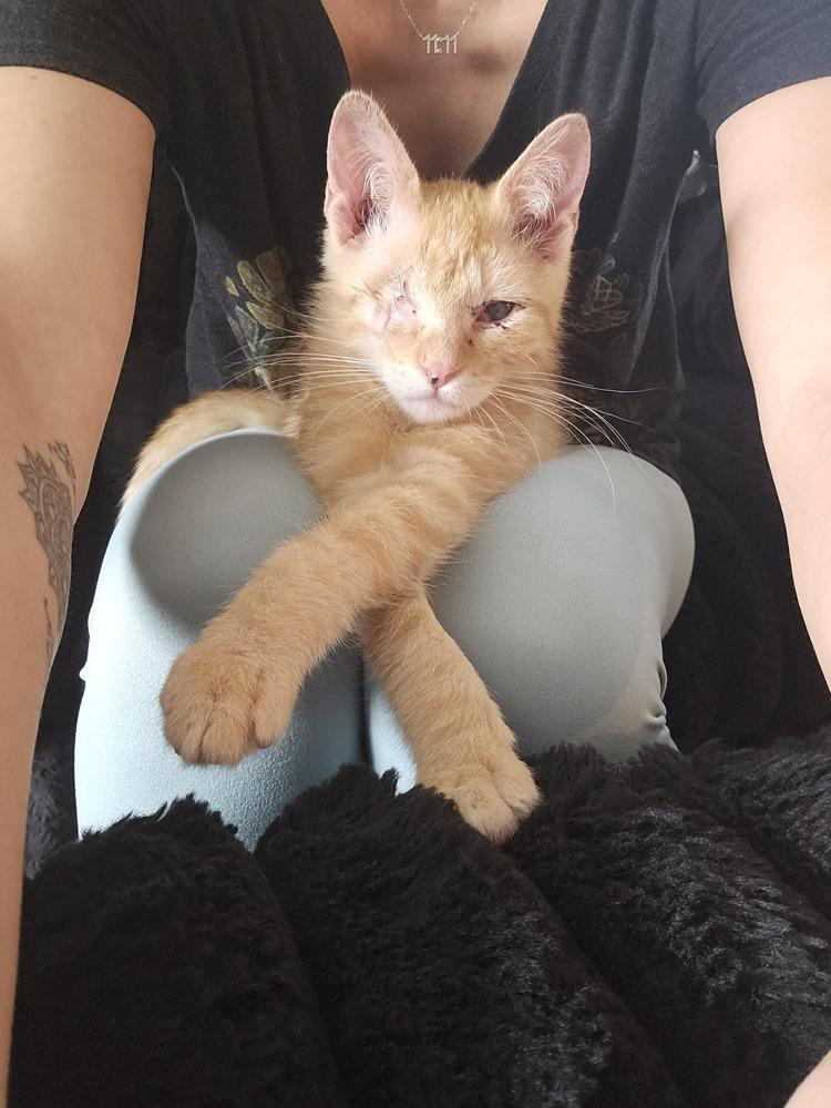 Enlarge Milo (bonded to Panda), a Adoptable Domestic Short Hair in Wheaton, IL image 3/3