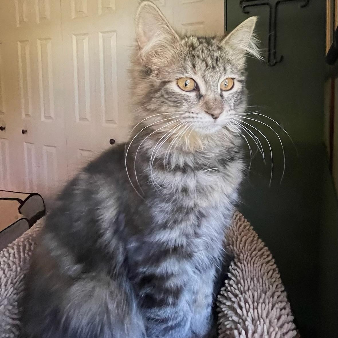 Rhea & Rory BONDED, adopted, Kitten Female Maine Coon & Domestic Long Hair.