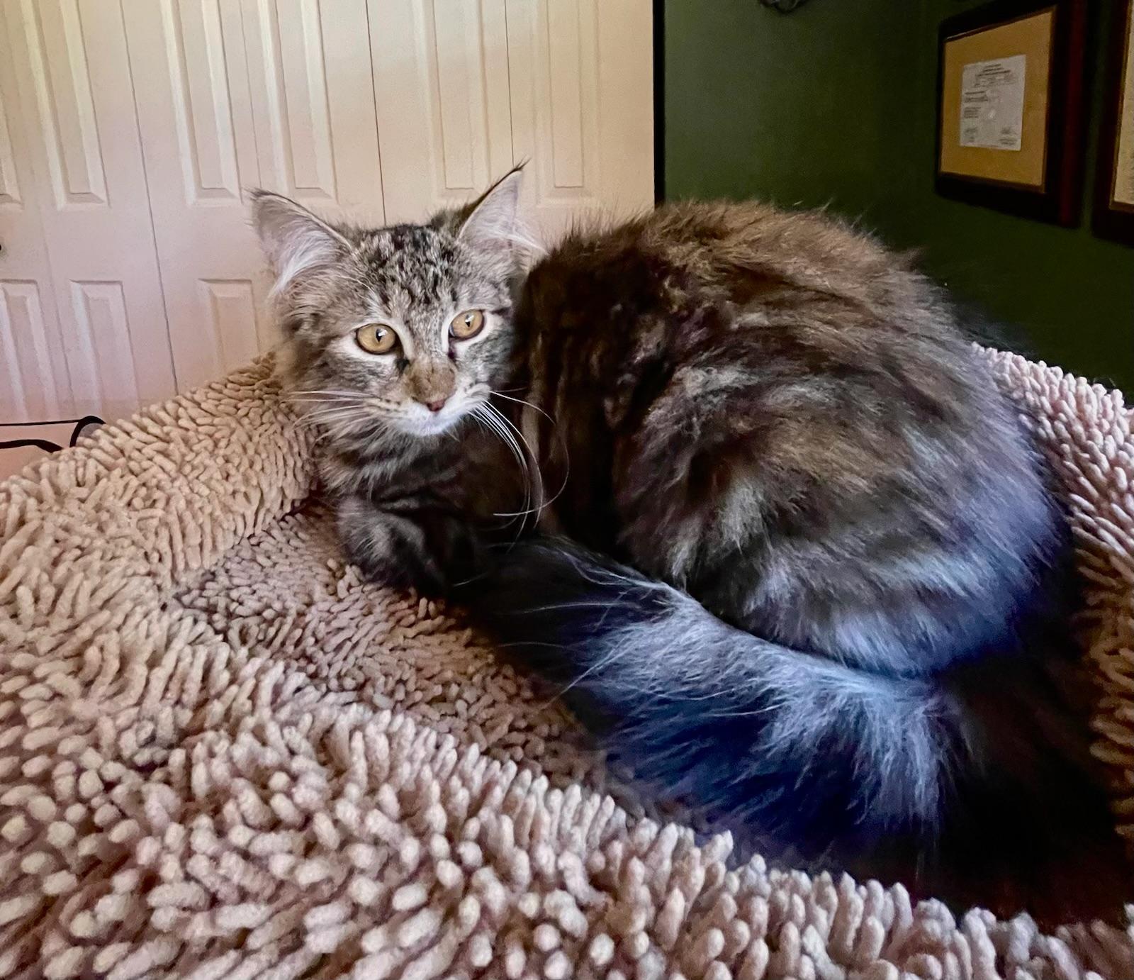 Rhea & Rory BONDED, an adopted mixed breed in Salem, NH image 2/5