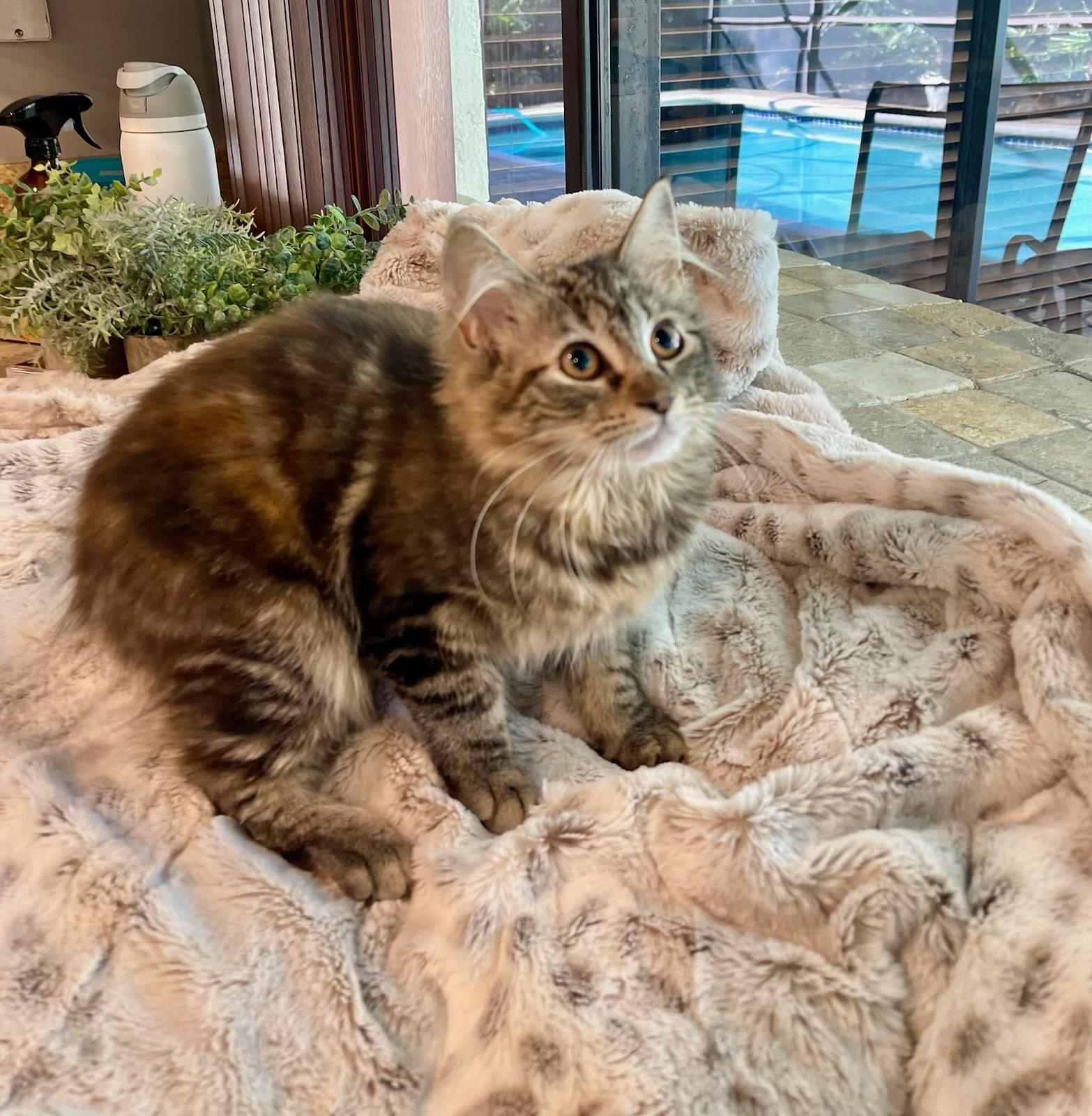 Rhea & Rory BONDED, an adopted mixed breed in Salem, NH image 5/5