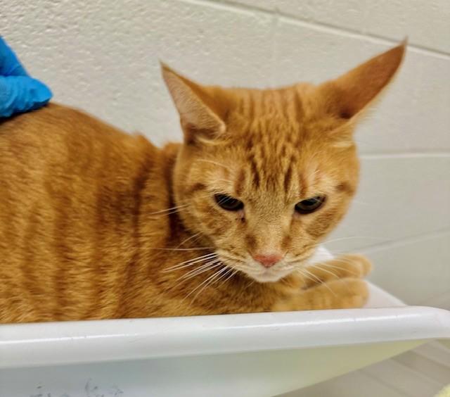 Mango, Senior Male Domestic Short Hair