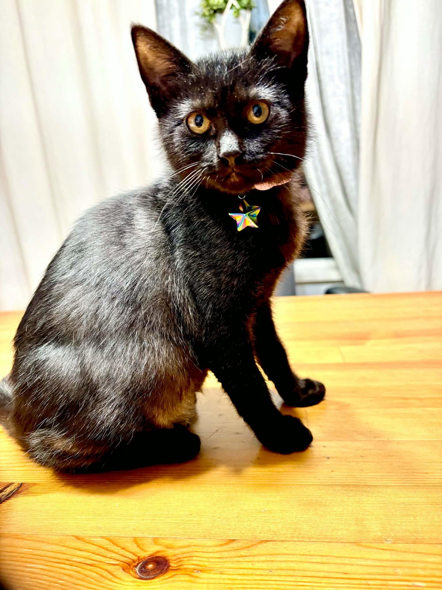 Enlarge Luna (midnight), a Adoptable Domestic Short Hair in Vancouver, BC image 2/2