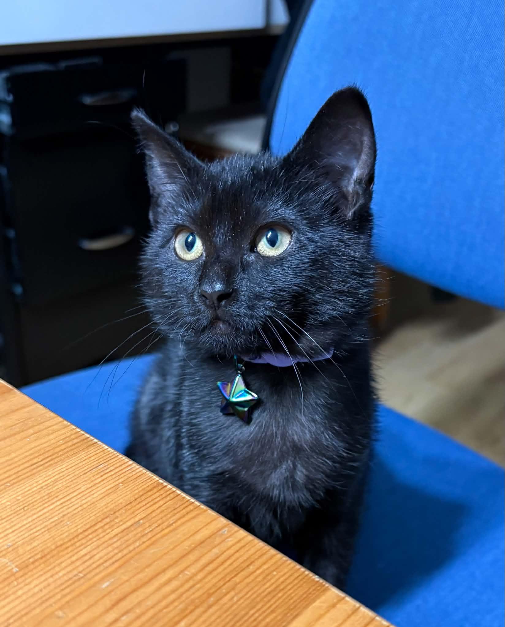 Luna (midnight), Adoptable, Kitten Female Domestic Short Hair.
