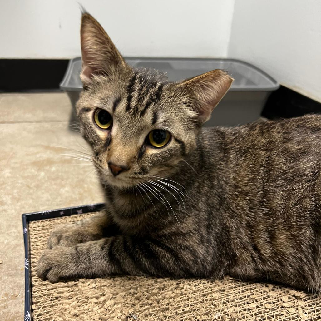 Enlarge Samwise Gamgee, a Adoptable Domestic Short Hair in Waynesville, NC image 1/6