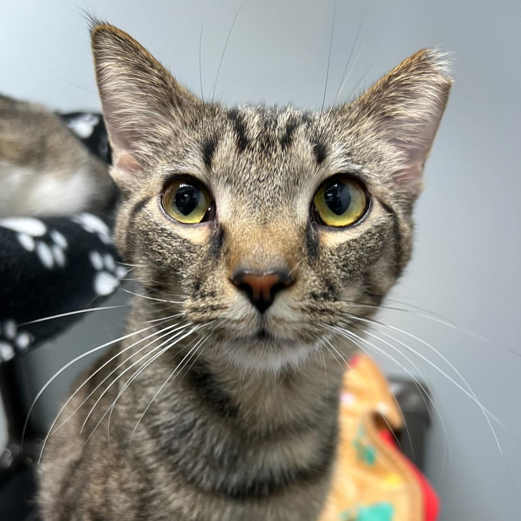 Enlarge Samwise Gamgee, a Adoptable Domestic Short Hair in Waynesville, NC image 2/6