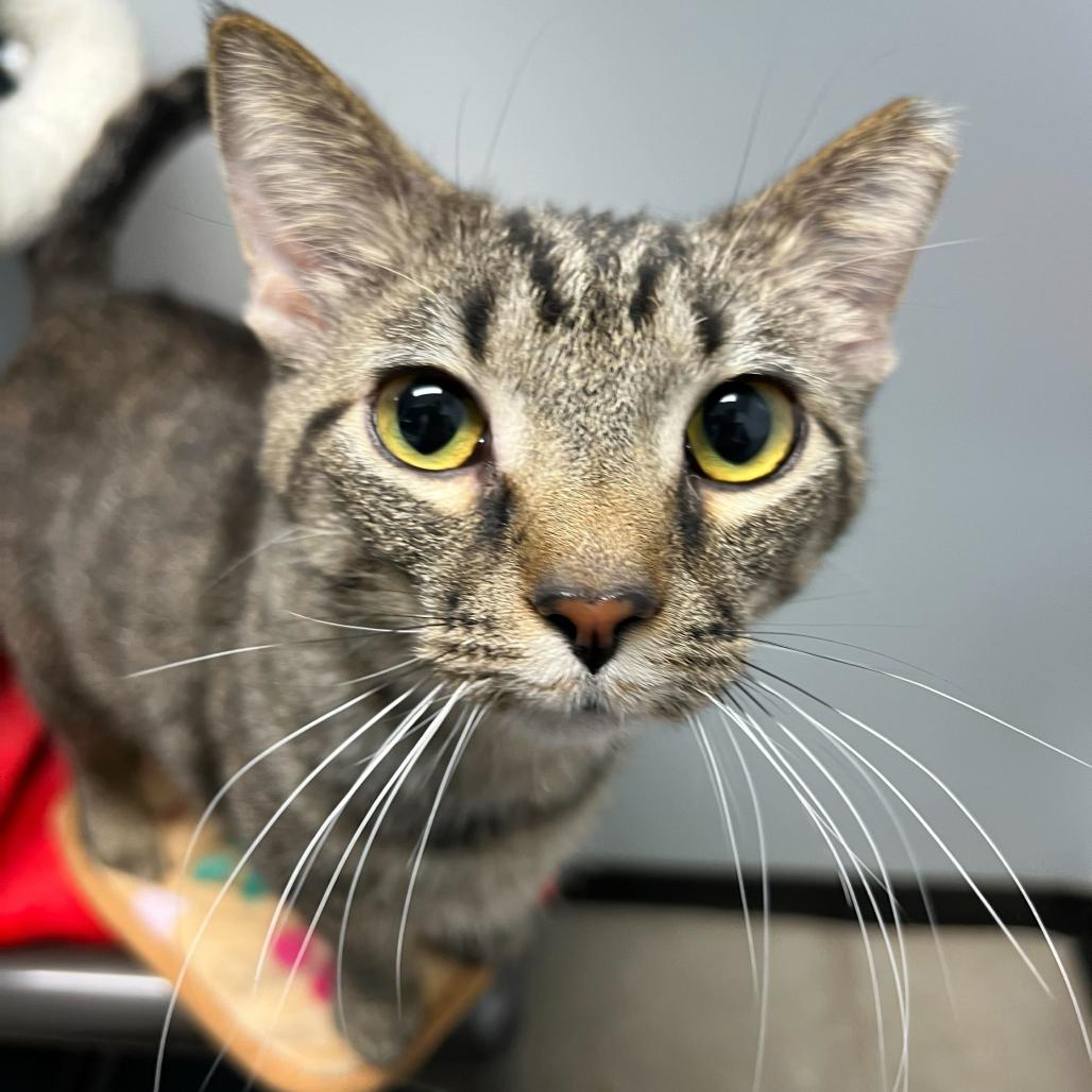 Enlarge Samwise Gamgee, a Adoptable Domestic Short Hair in Waynesville, NC image 3/6