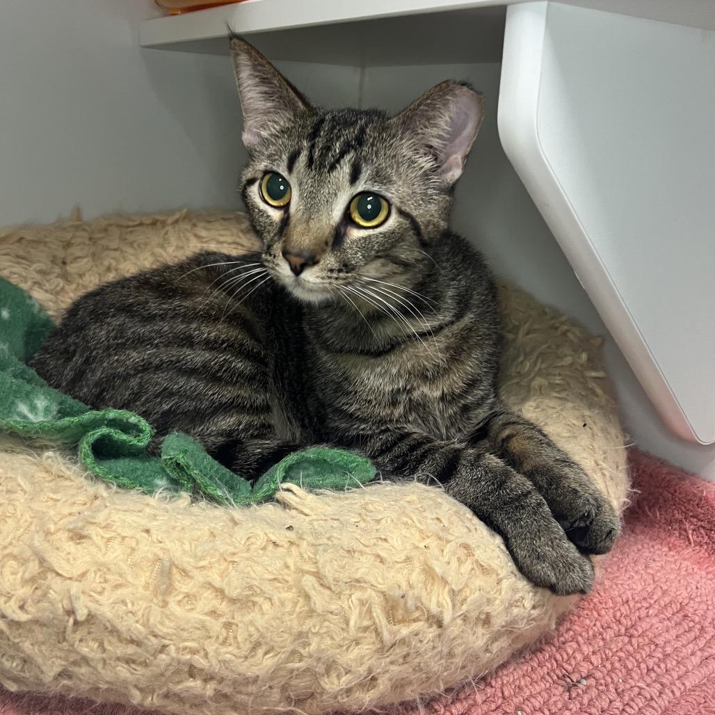 Enlarge Samwise Gamgee, a Adoptable Domestic Short Hair in Waynesville, NC image 4/6