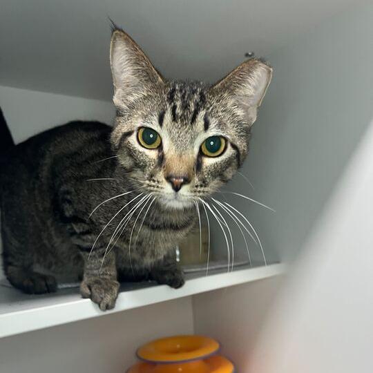 Enlarge Samwise Gamgee, a Adoptable Domestic Short Hair in Waynesville, NC image 5/6