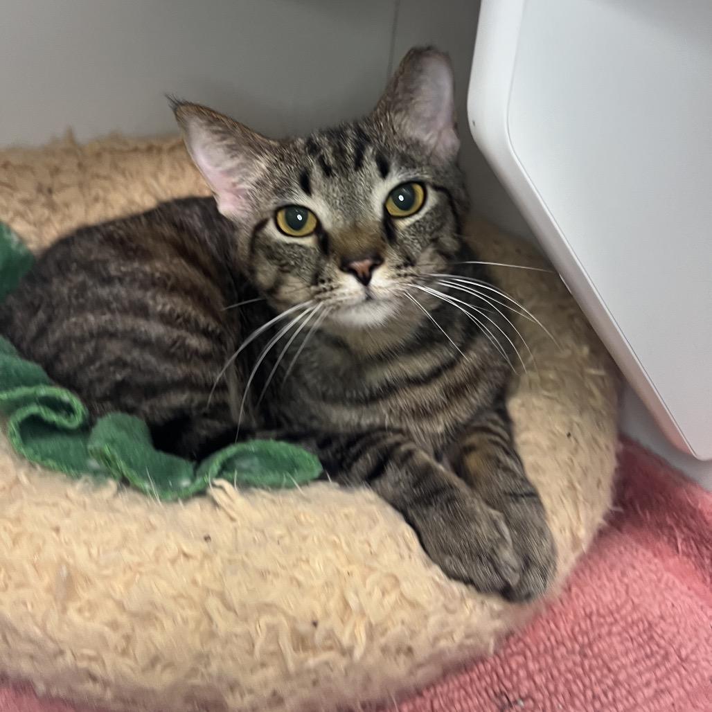 Enlarge Samwise Gamgee, a Adoptable Domestic Short Hair in Waynesville, NC image 6/6