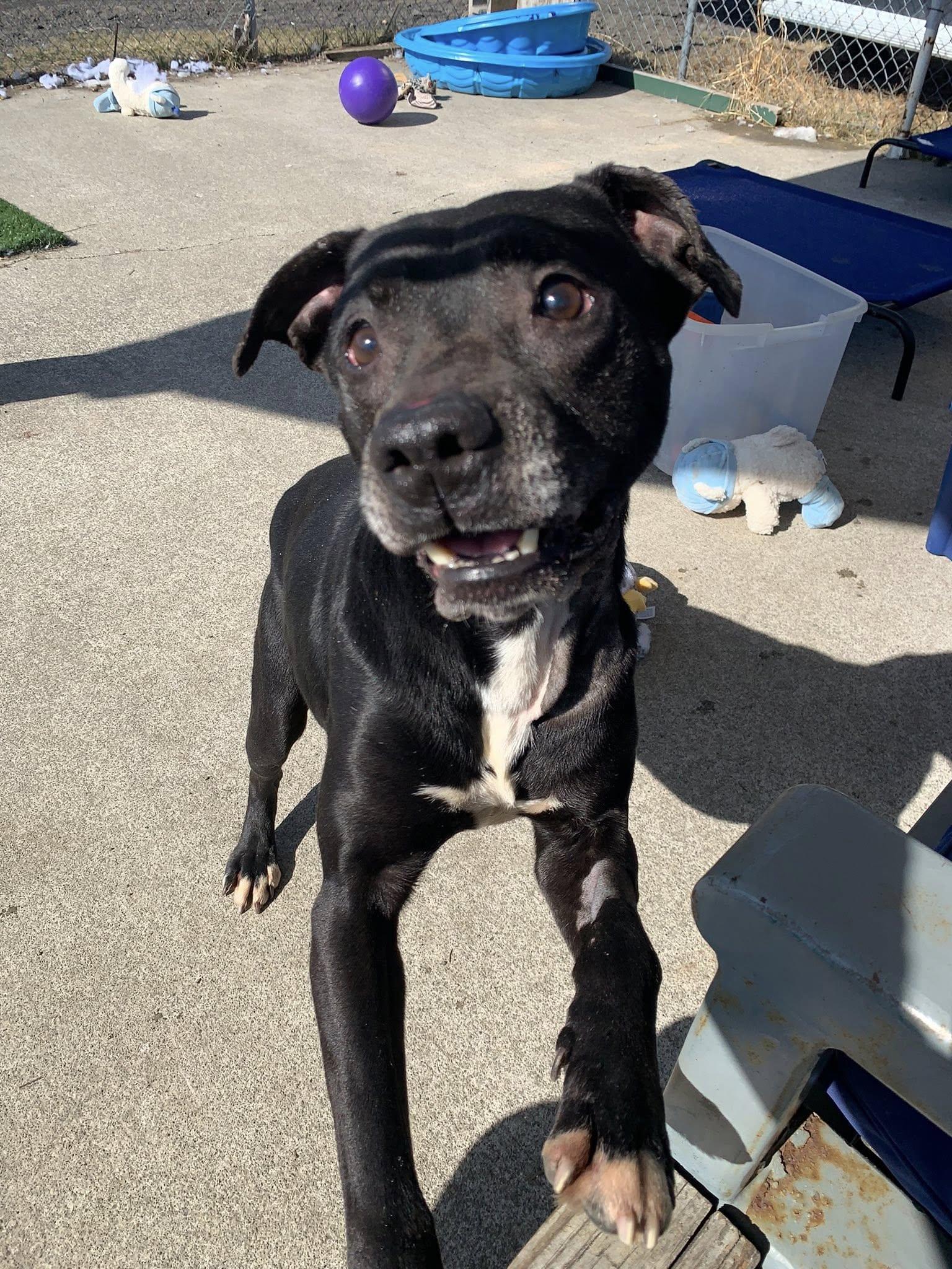 Enlarge Banjo, a ADOPTABLE mixed breed in Elmira, NY image 1/2
