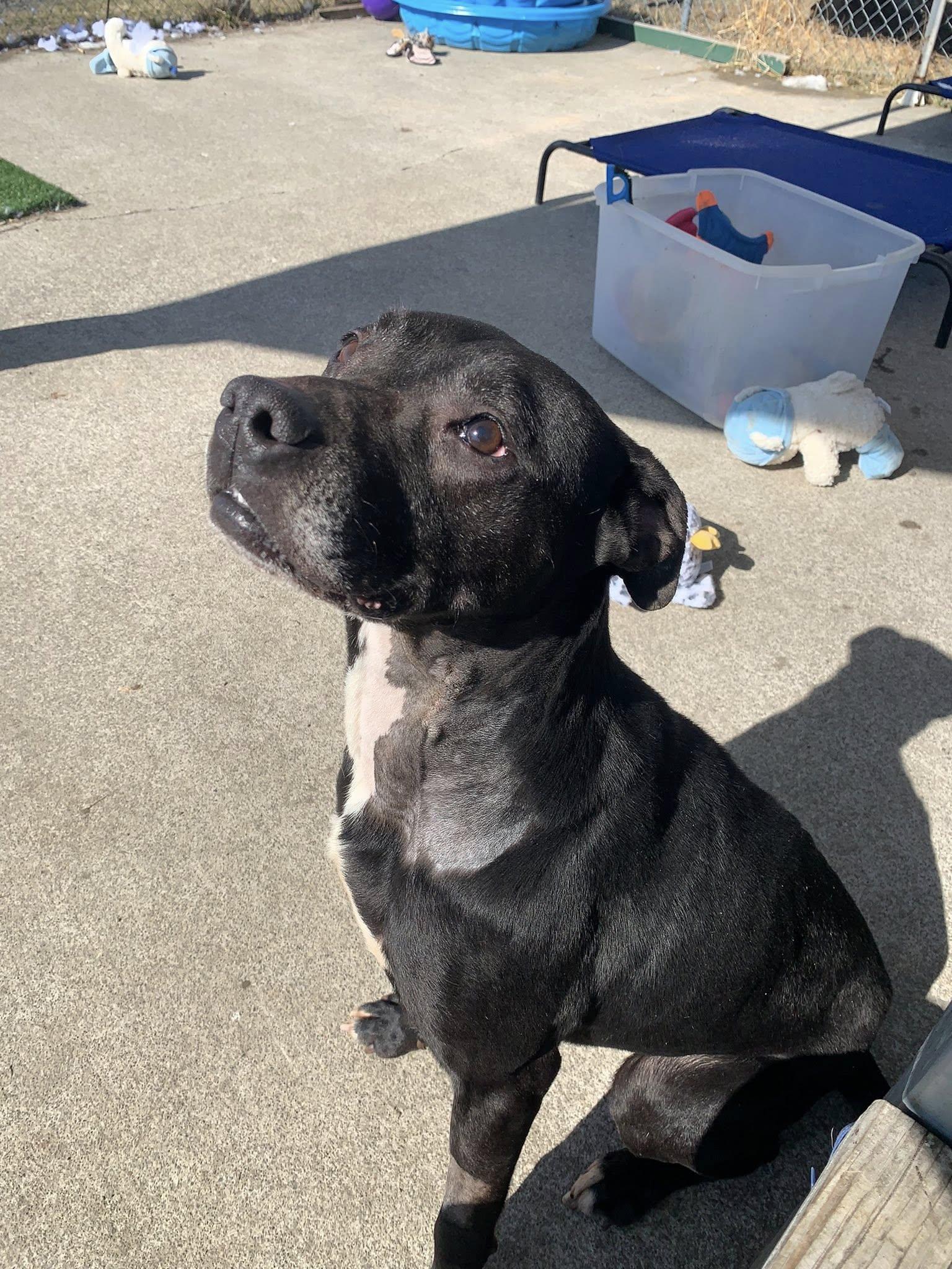 Enlarge Banjo, a ADOPTABLE mixed breed in Elmira, NY image 2/2