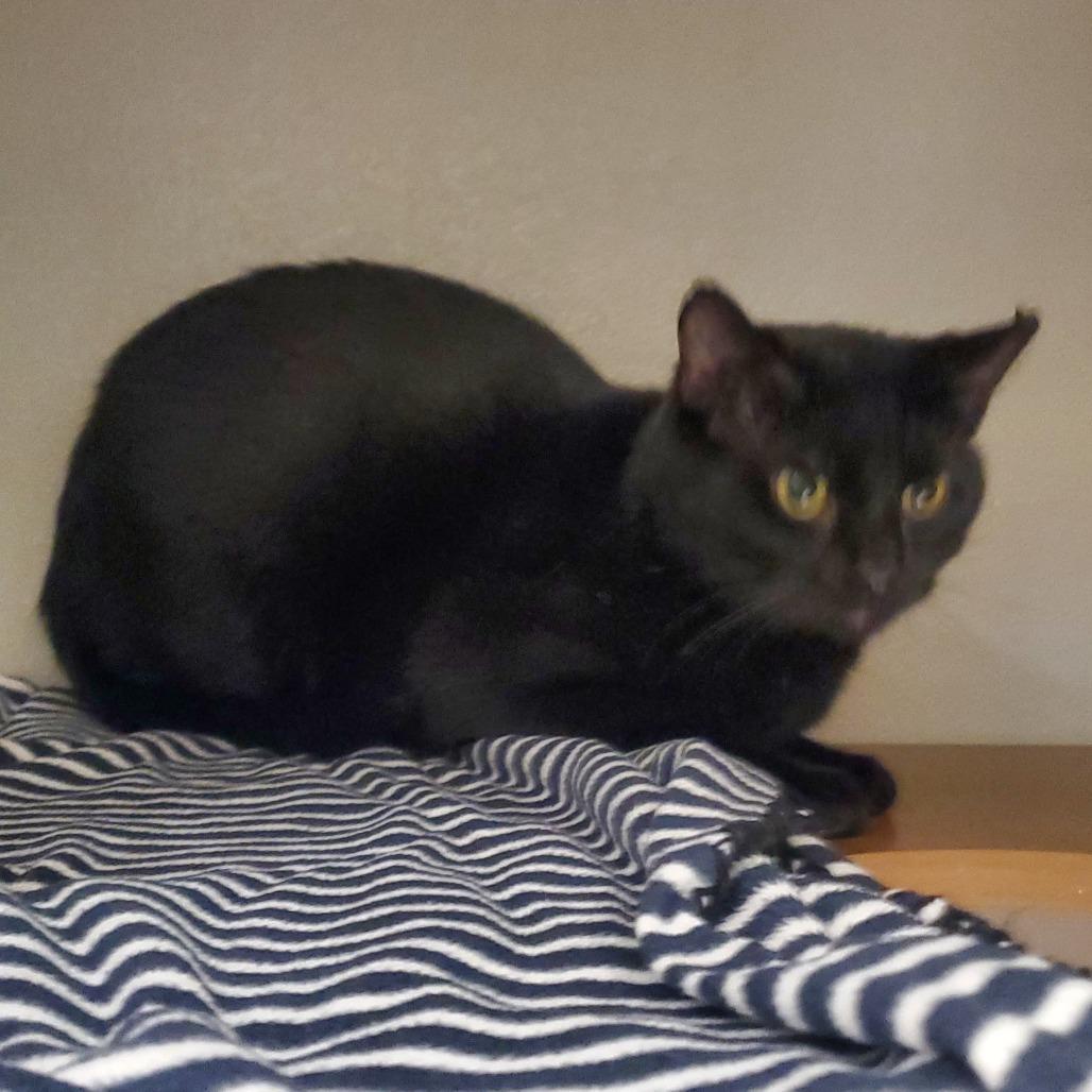 Jet, Adoptable, Adult Male Domestic Short Hair.