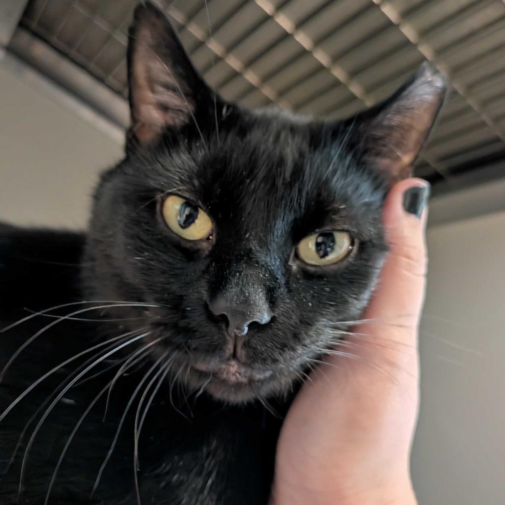 Jet, Adoptable, Adult Male Domestic Short Hair.
