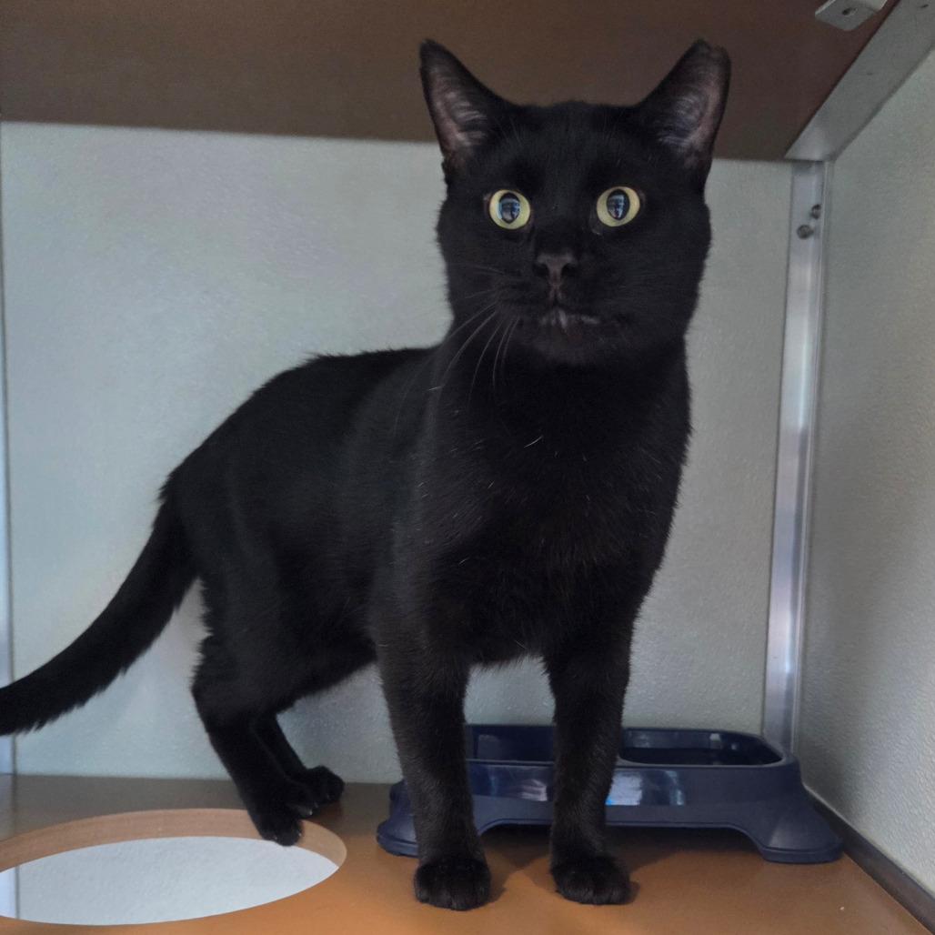 Enlarge Jet, a Adoptable Domestic Short Hair in Chattanooga, TN image 2/6