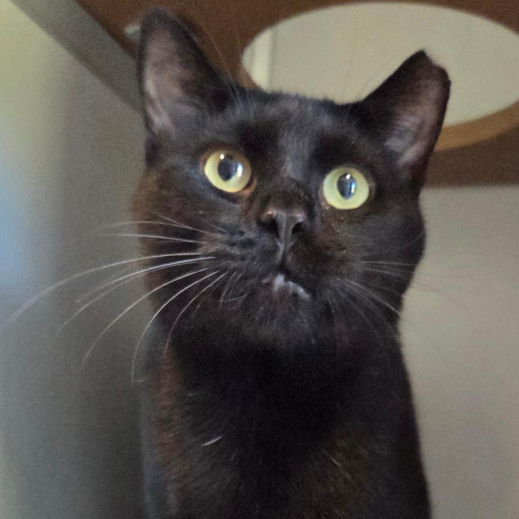 Enlarge Jet, a Adoptable Domestic Short Hair in Chattanooga, TN image 3/6