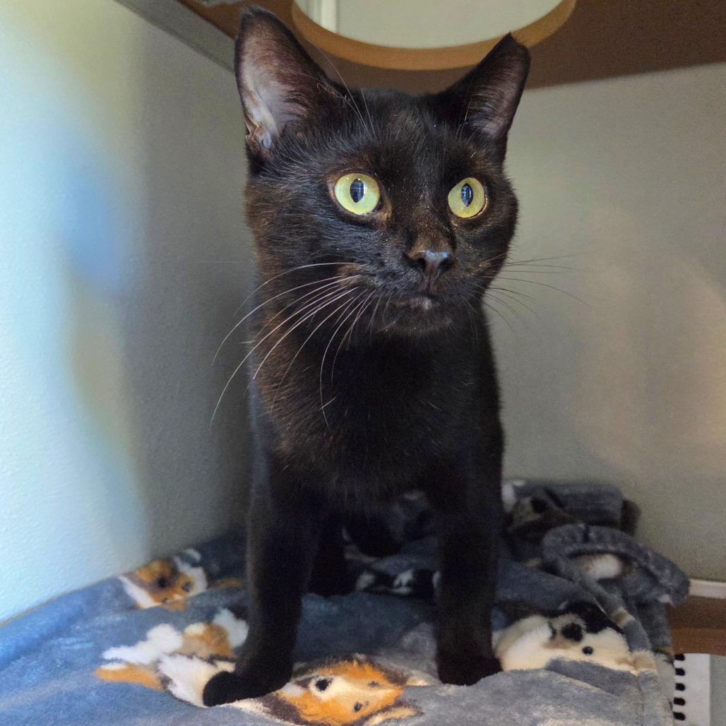 Enlarge Jet, a Adoptable Domestic Short Hair in Chattanooga, TN image 4/6