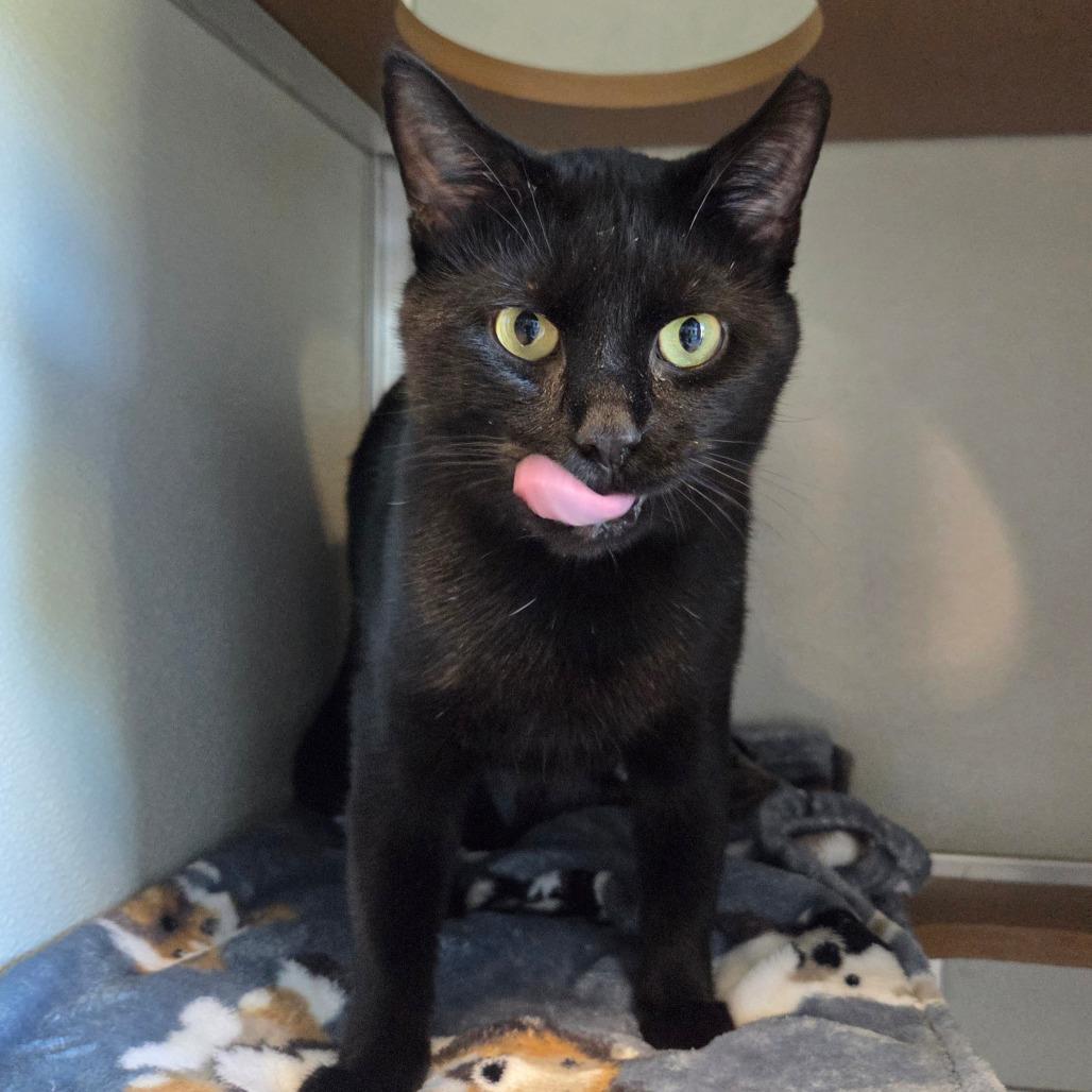 Enlarge Jet, a Adoptable Domestic Short Hair in Chattanooga, TN image 5/6