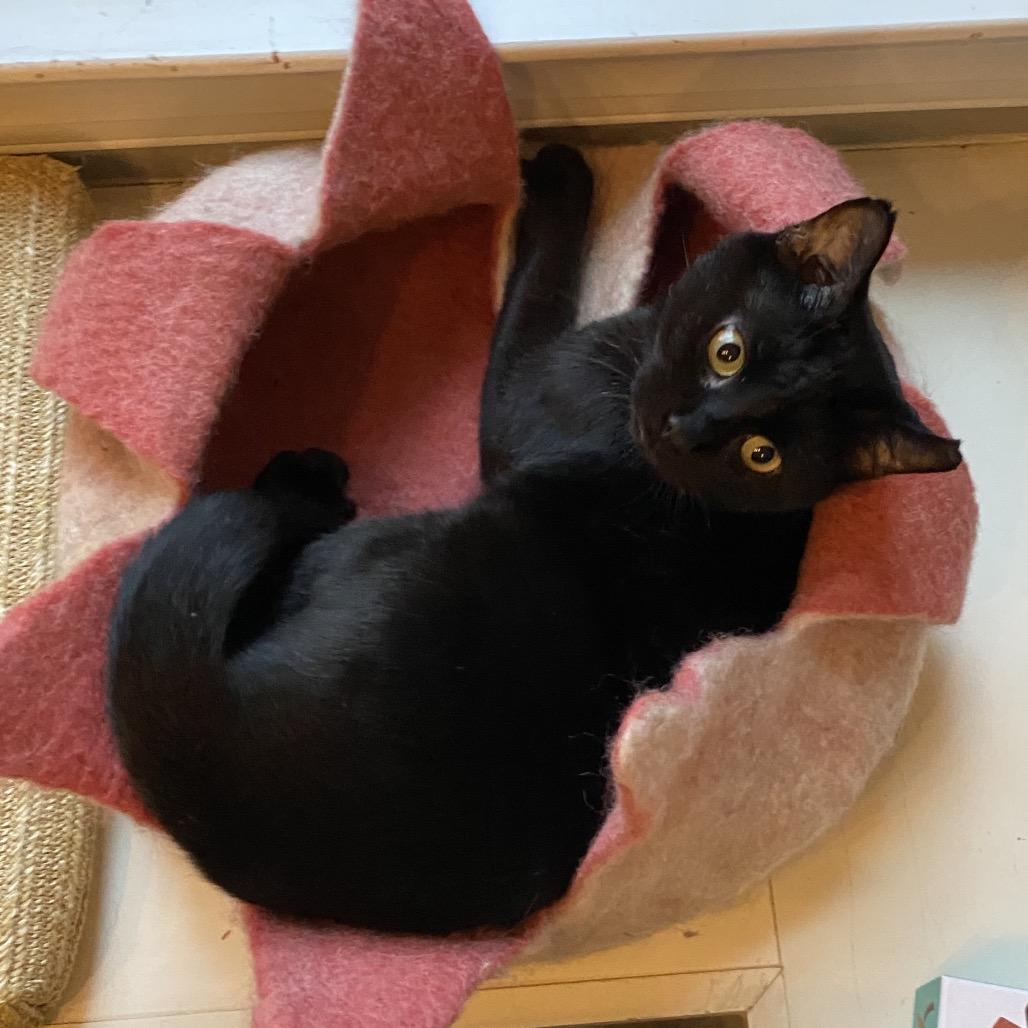 Enlarge Jet, a Adoptable Domestic Short Hair in Chattanooga, TN image 6/6