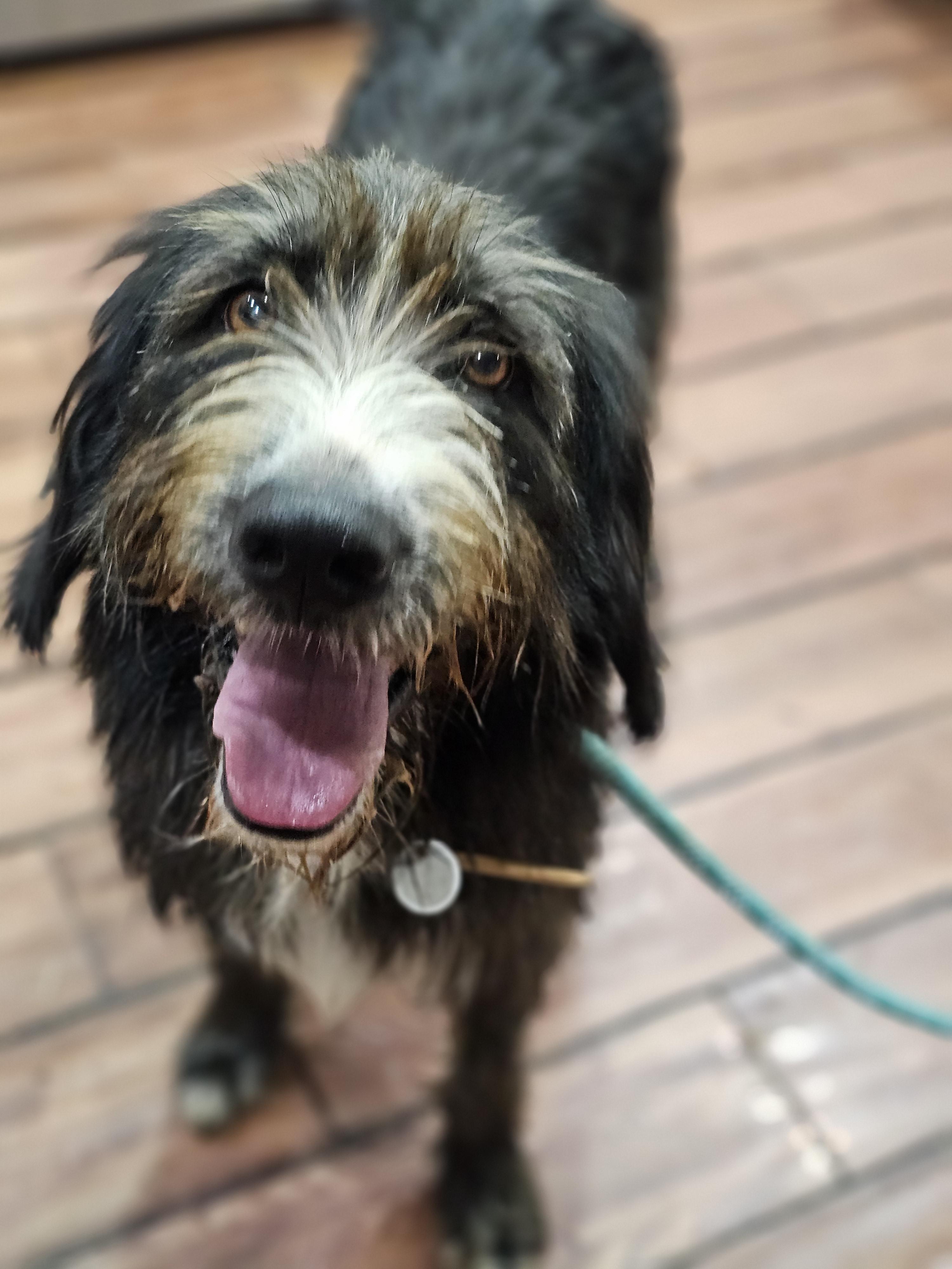 Archie, an adoptable Briard, Aussiedoodle in O Fallon, IL, 62269 | Photo Image 5