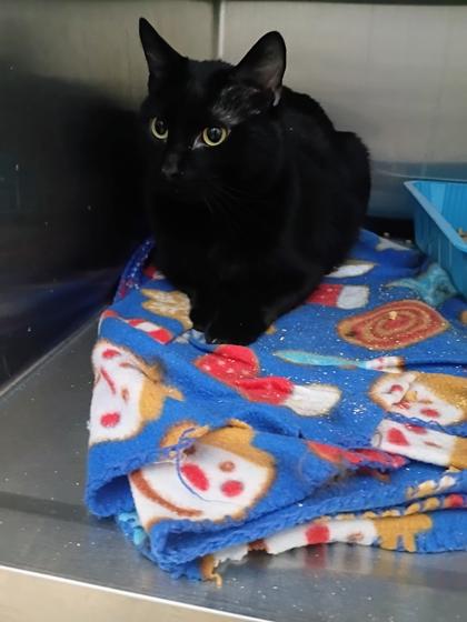 Poe, Adoptable, Adult Male Domestic Short Hair & Domestic Short Hair.
