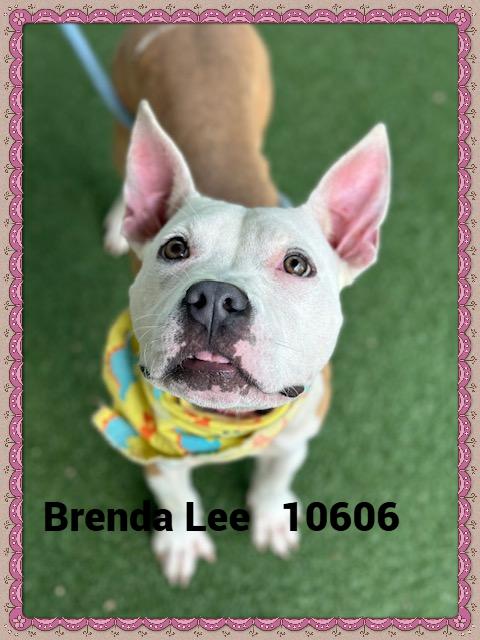 BRENDA LEE