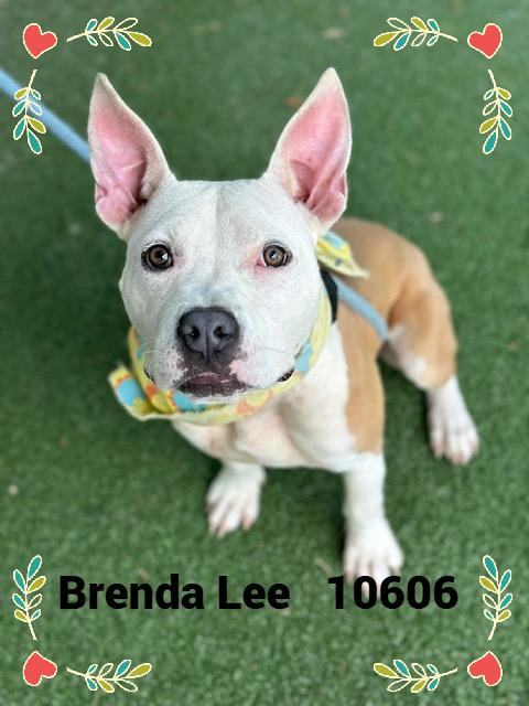 BRENDA LEE