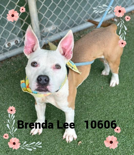 BRENDA LEE