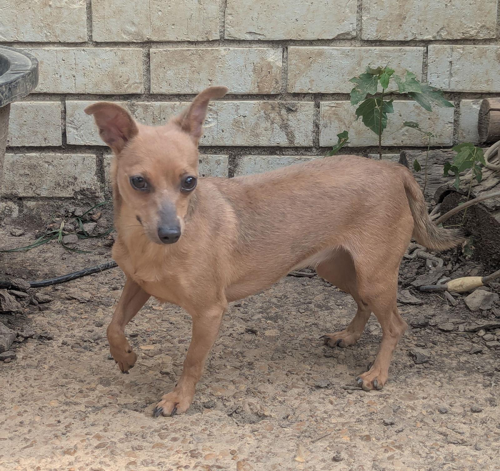 Little Bit, Adopted, Adult Female Chihuahua.