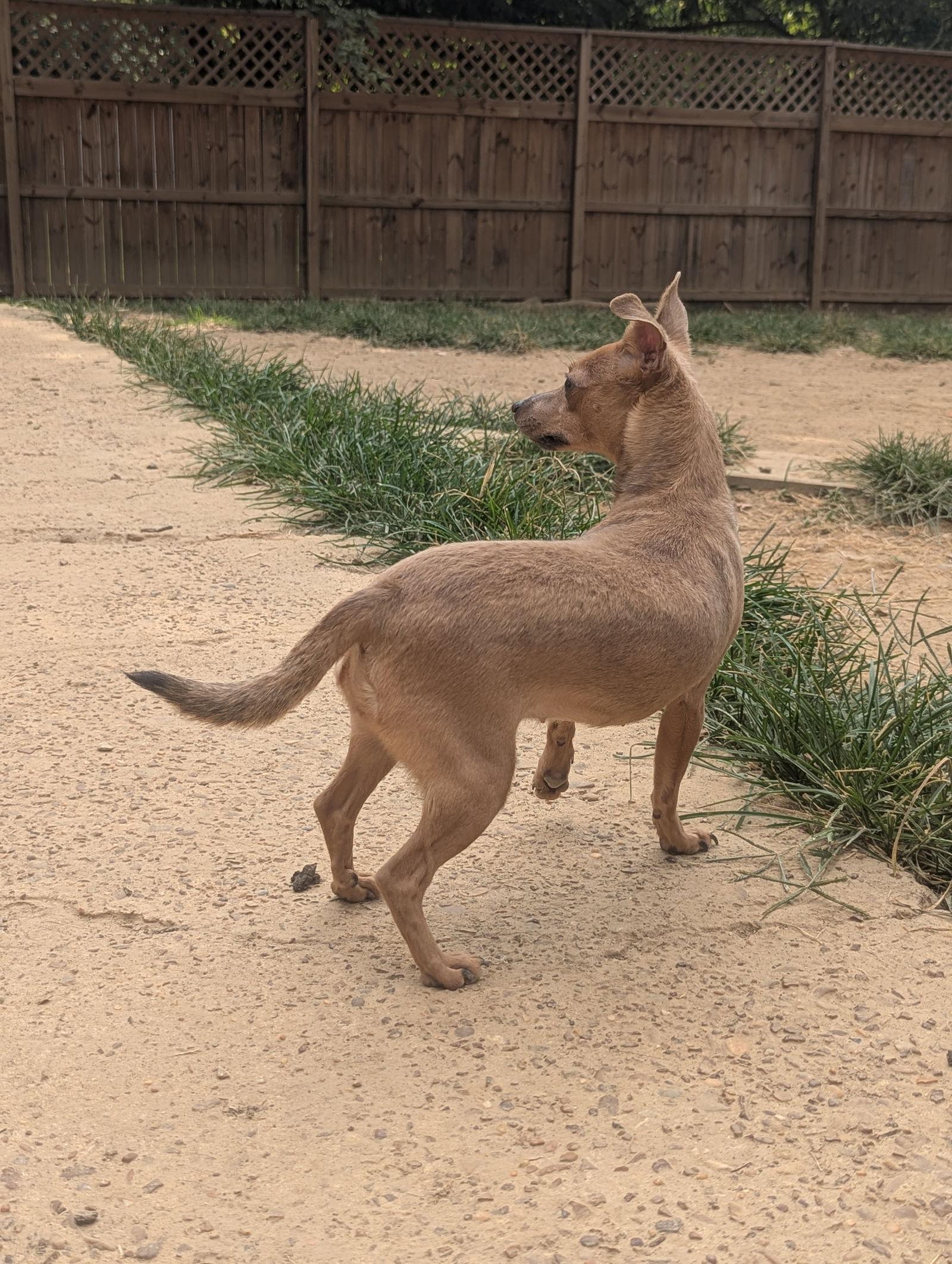 Enlarge Little Bit, a Adopted Chihuahua in Munford, TN image 2/3