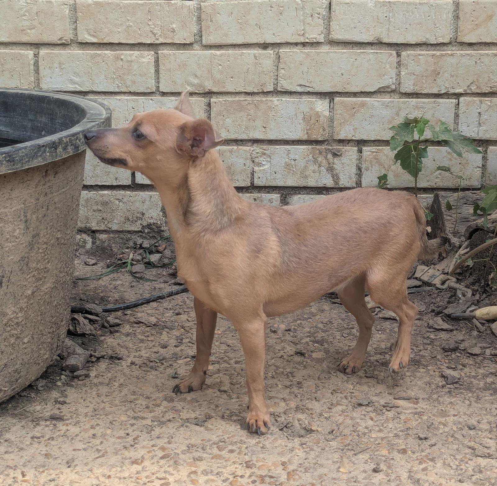 Enlarge Little Bit, a Adopted Chihuahua in Munford, TN image 3/3