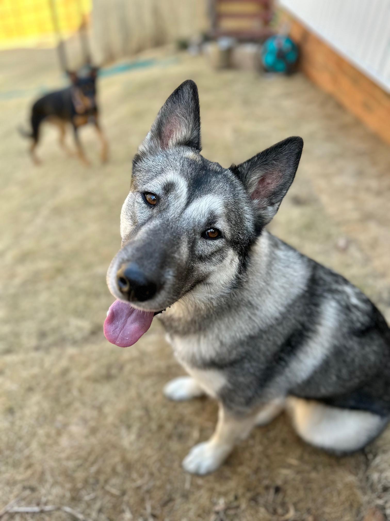 Eva German Shepherd Dog Dog