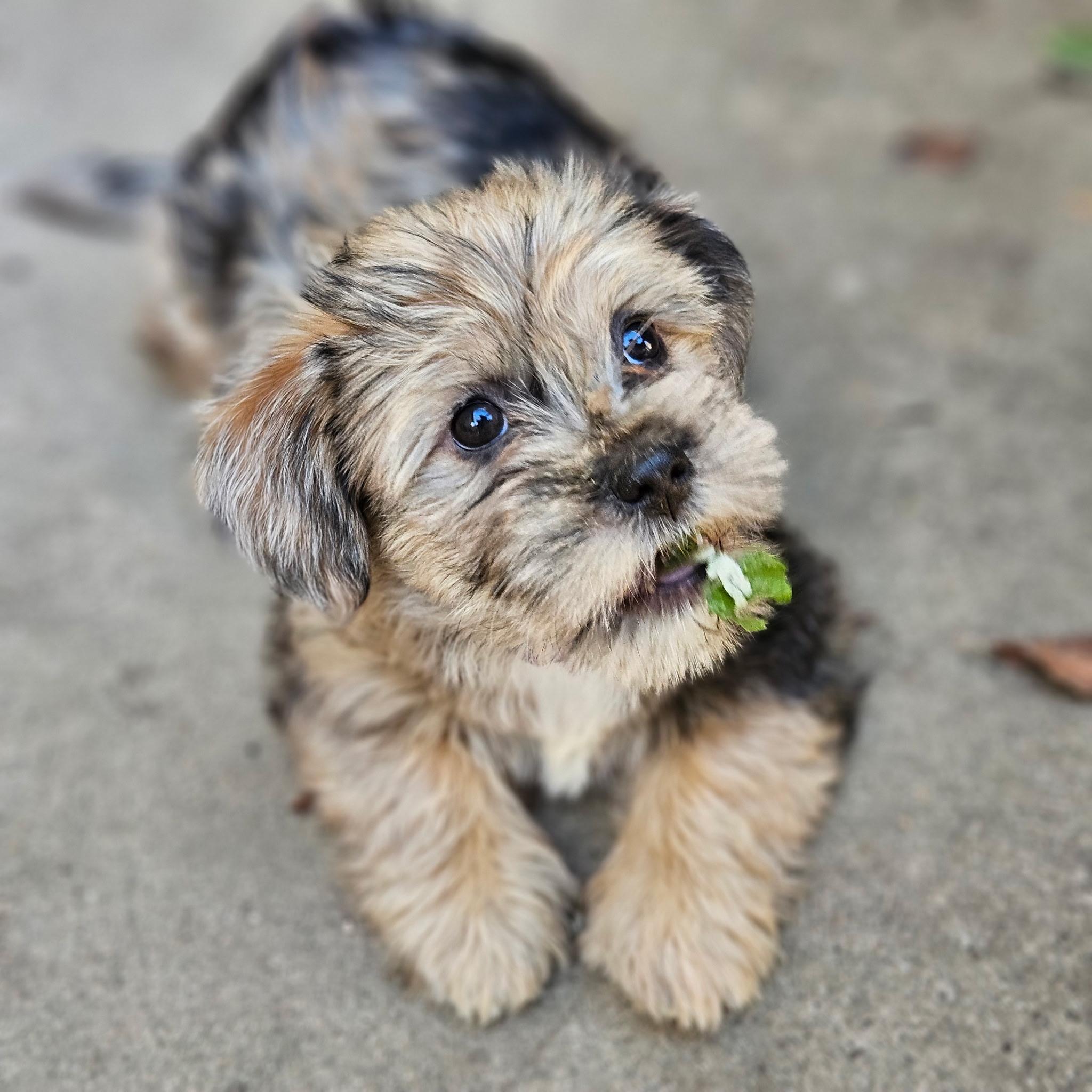 Enlarge Cosmopolitan , an adopted mixed breed in clayton , CA image 1/5
