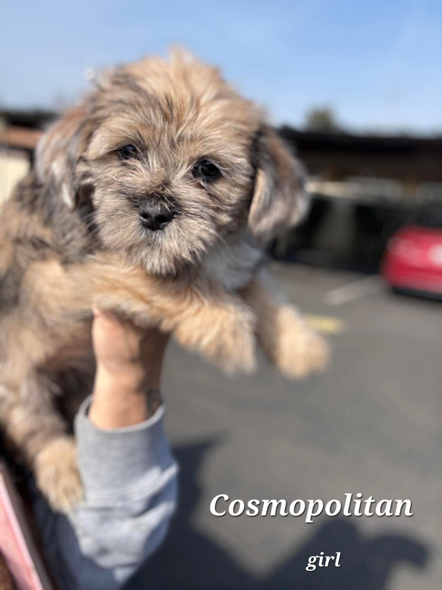Enlarge Cosmopolitan , an adopted mixed breed in clayton , CA image 2/5
