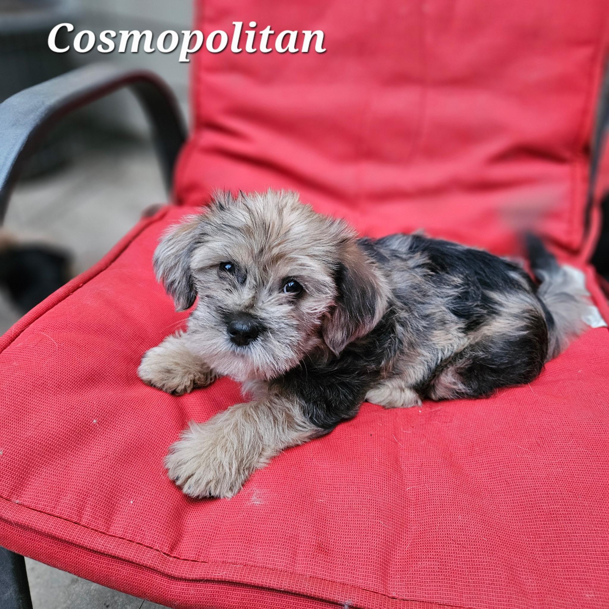 Enlarge Cosmopolitan , an adopted mixed breed in clayton , CA image 5/5
