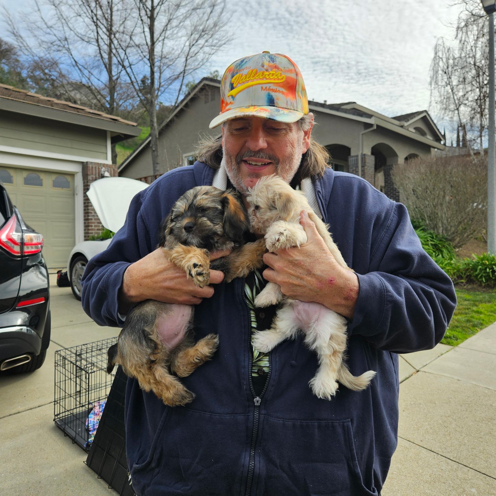 Enlarge Cosmopolitan , an adopted mixed breed in clayton , CA image 3/5