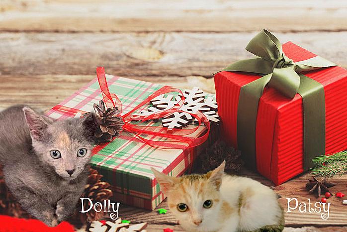 Enlarge Patsy *kitten*, a Adoptable mixed breed in Culpeper, VA image 1/3