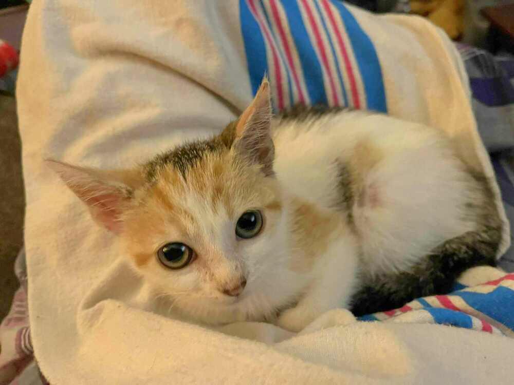 Enlarge Patsy *kitten*, a Adoptable mixed breed in Culpeper, VA image 3/3