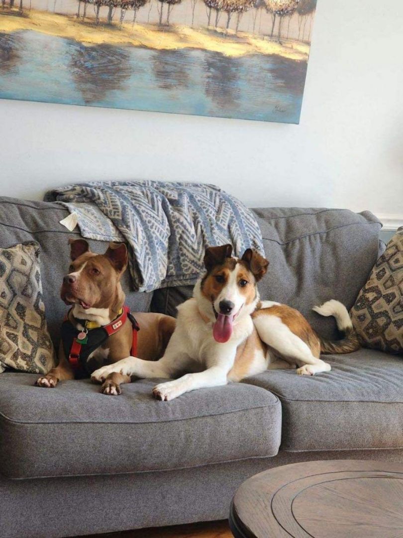 Georgia, Adopted, Young Female Pit Bull Terrier.