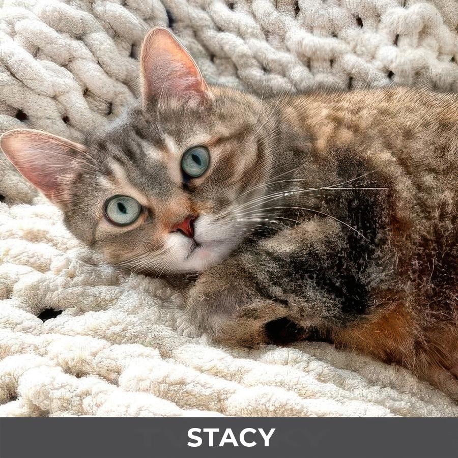 Enlarge Stacy, a ADOPTABLE Domestic Short Hair in Etobicoke, ON image 2/6
