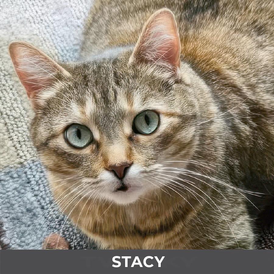 Enlarge Stacy, a ADOPTABLE Domestic Short Hair in Etobicoke, ON image 1/6