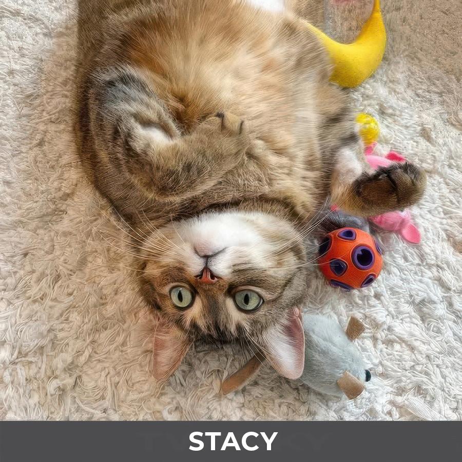 Enlarge Stacy, a ADOPTABLE Domestic Short Hair in Etobicoke, ON image 3/6